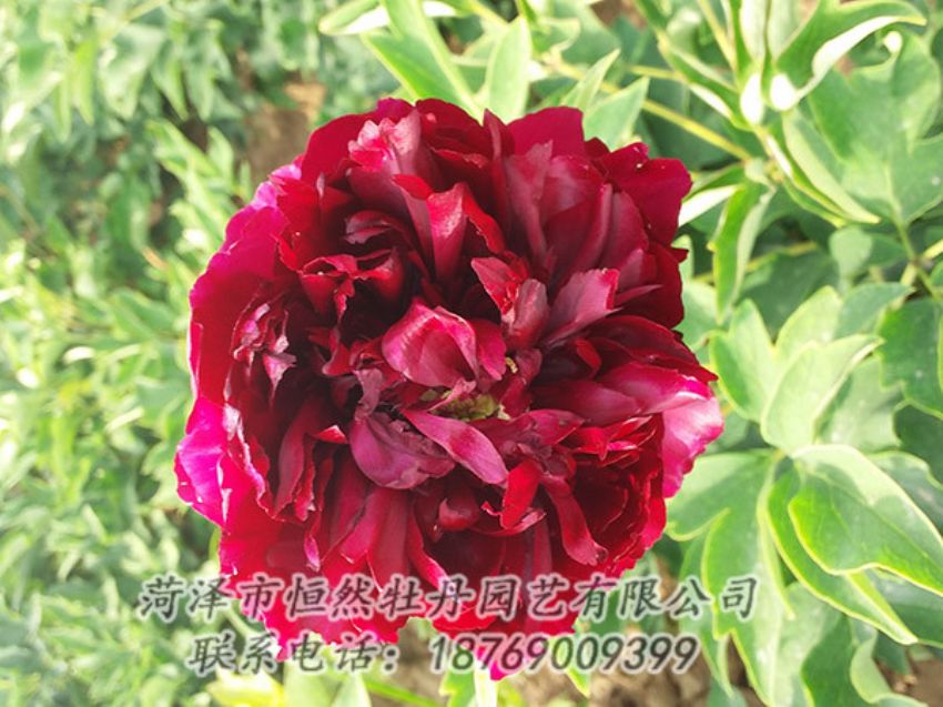 點擊查看詳細信息<br>標題：紅色牡丹 閱讀次數：990