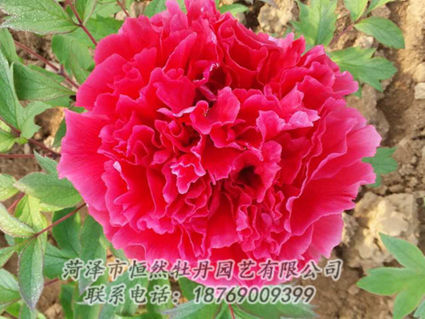 點擊查看詳細信息<br>標題：紅色牡丹 閱讀次數：1107