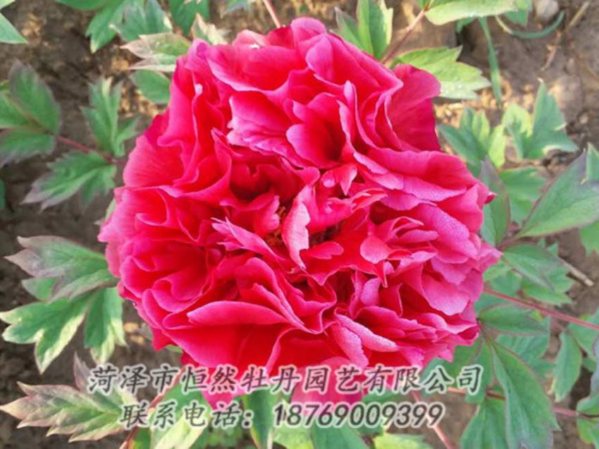 點(diǎn)擊查看詳細(xì)信息<br>標(biāo)題：紅色牡丹 閱讀次數(shù)：1841
