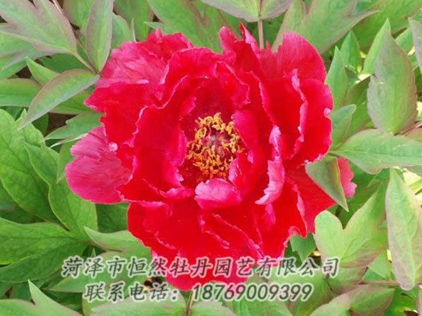 點擊查看詳細信息<br>標題：紅色牡丹 閱讀次數：1143