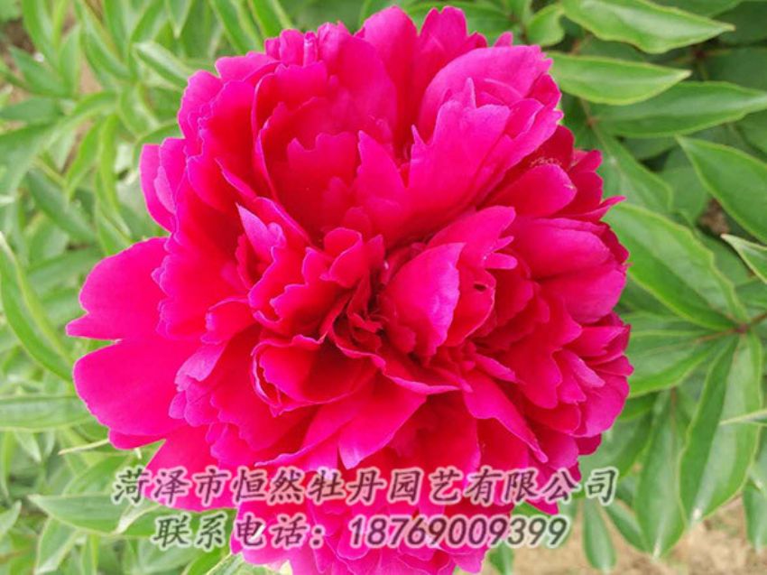 點擊查看詳細信息<br>標題：紅色芍藥 閱讀次數(shù)：1028