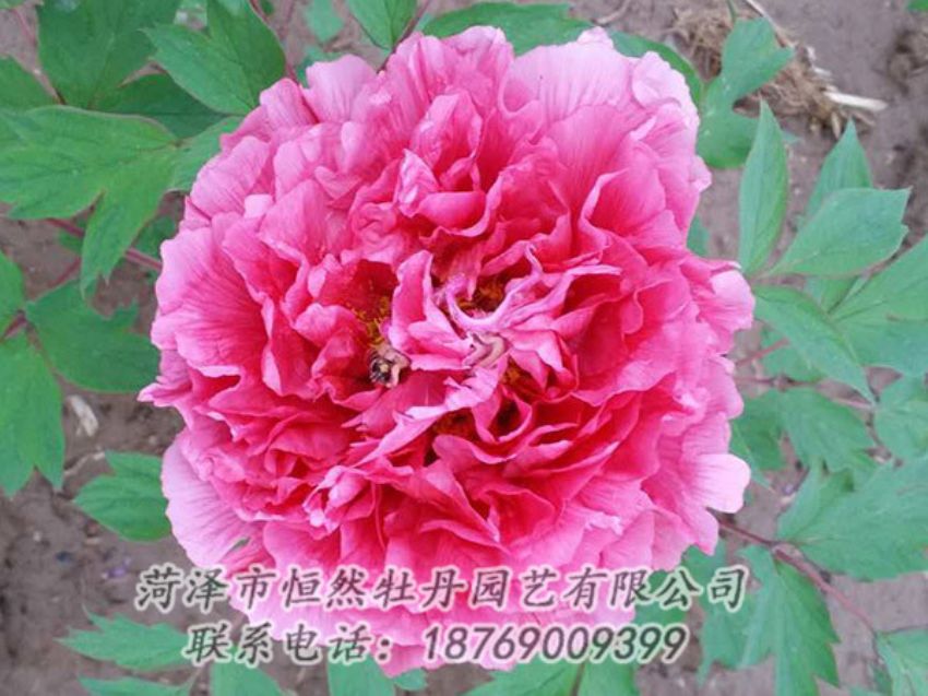 點(diǎn)擊查看詳細(xì)信息<br>標(biāo)題：紅色牡丹 閱讀次數(shù)：1926