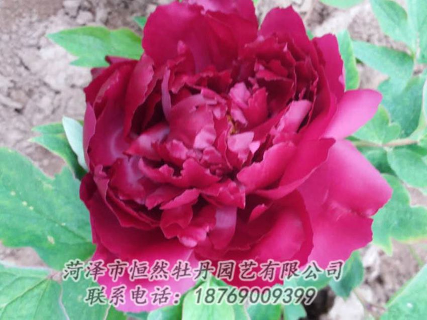 點擊查看詳細信息<br>標題：紅色牡丹 閱讀次數(shù)：1271