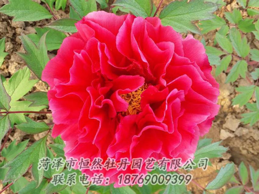 點擊查看詳細信息<br>標題：紅色牡丹 閱讀次數(shù)：1099