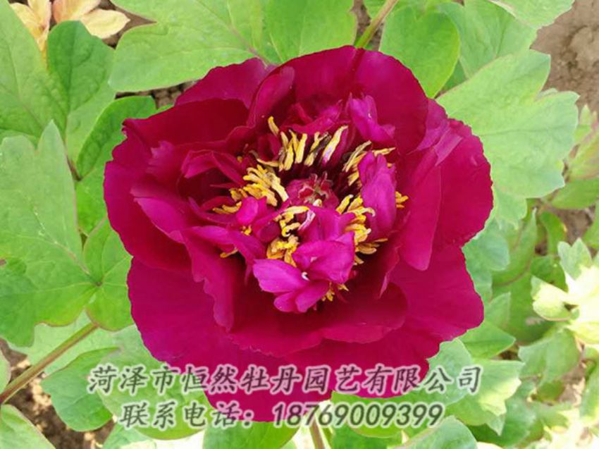 點(diǎn)擊查看詳細(xì)信息<br>標(biāo)題：紅色牡丹 閱讀次數(shù)：1805