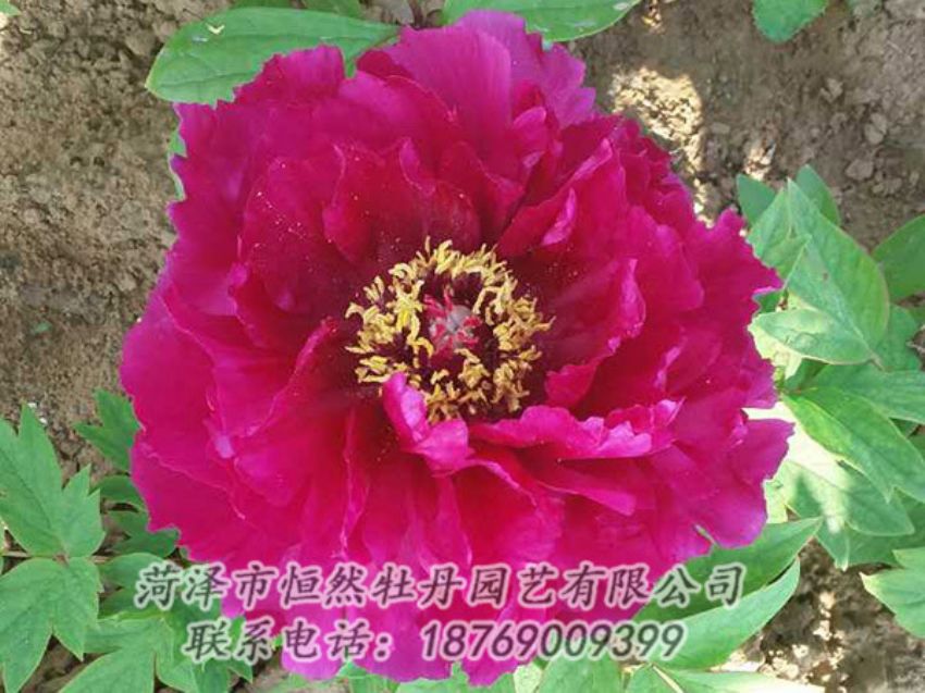 點擊查看詳細信息<br>標題：紅色牡丹 閱讀次數(shù)：1224