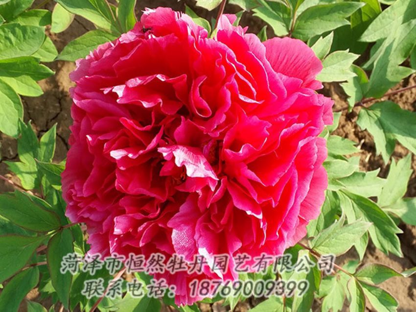 點擊查看詳細信息<br>標題：紅色牡丹 閱讀次數(shù)：1212