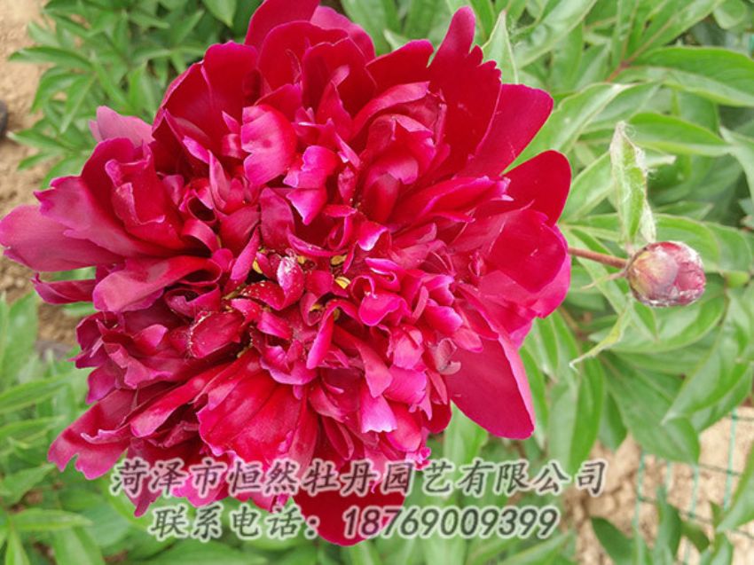 點擊查看詳細信息<br>標題：紅色芍藥 閱讀次數(shù)：1066