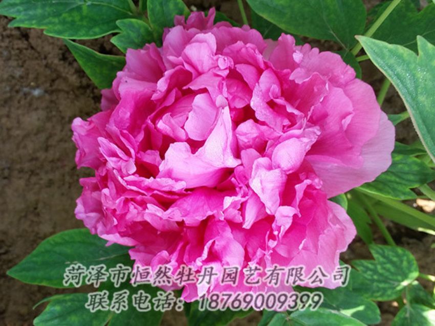 點(diǎn)擊查看詳細(xì)信息<br>標(biāo)題：紅色牡丹 閱讀次數(shù)：2006