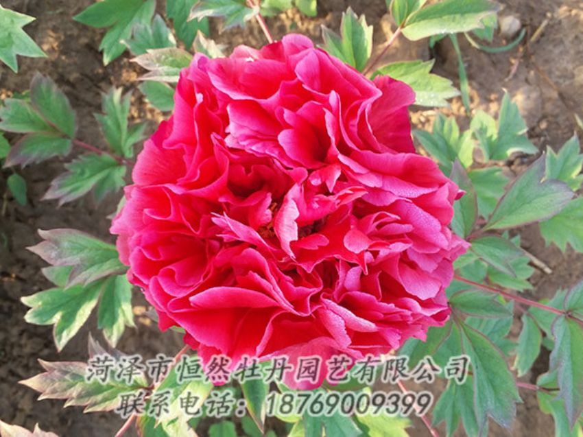 點擊查看詳細信息<br>標題：紅色牡丹 閱讀次數(shù)：1224