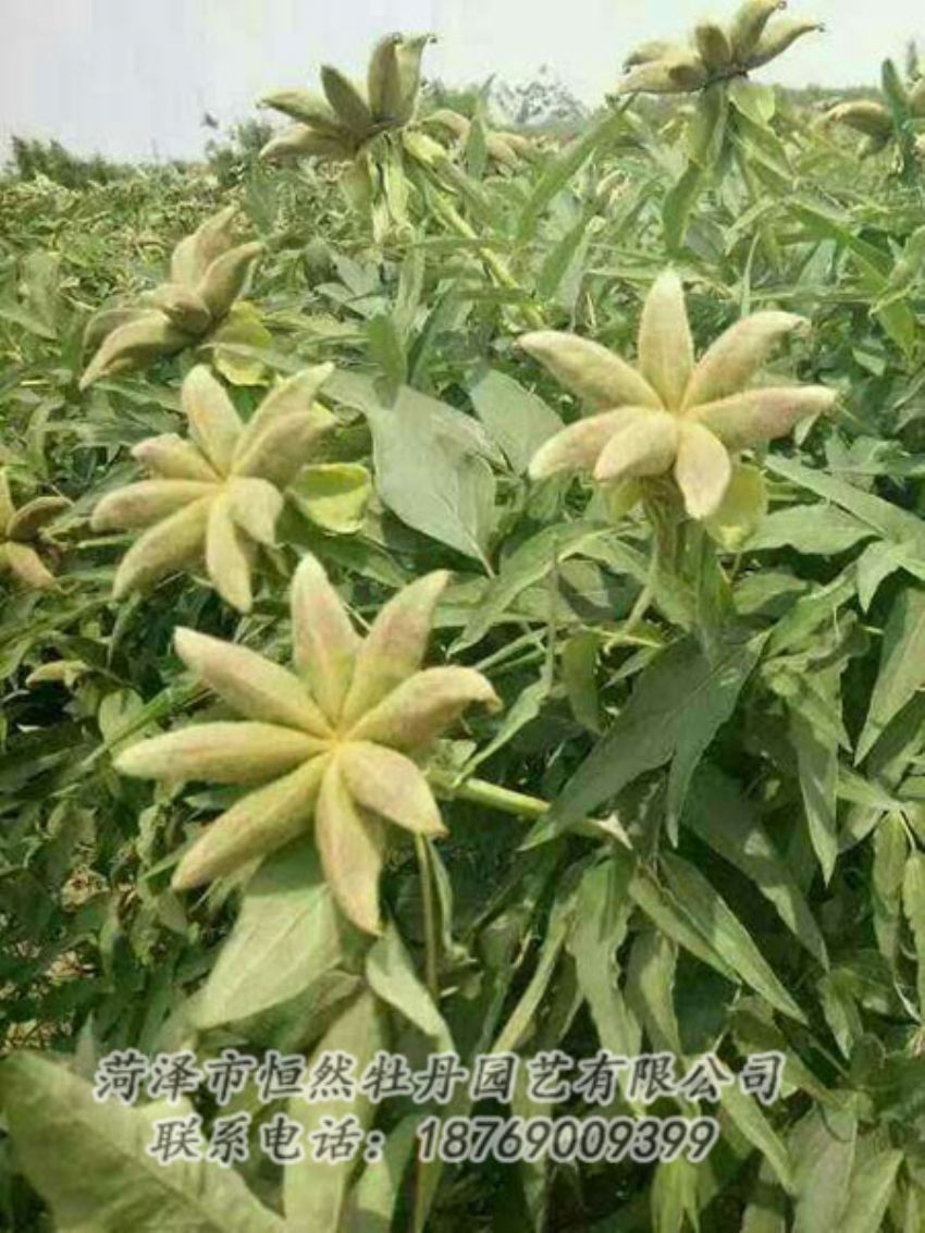 點擊查看詳細信息<br>標(biāo)題：油用牡丹 閱讀次數(shù)：1184
