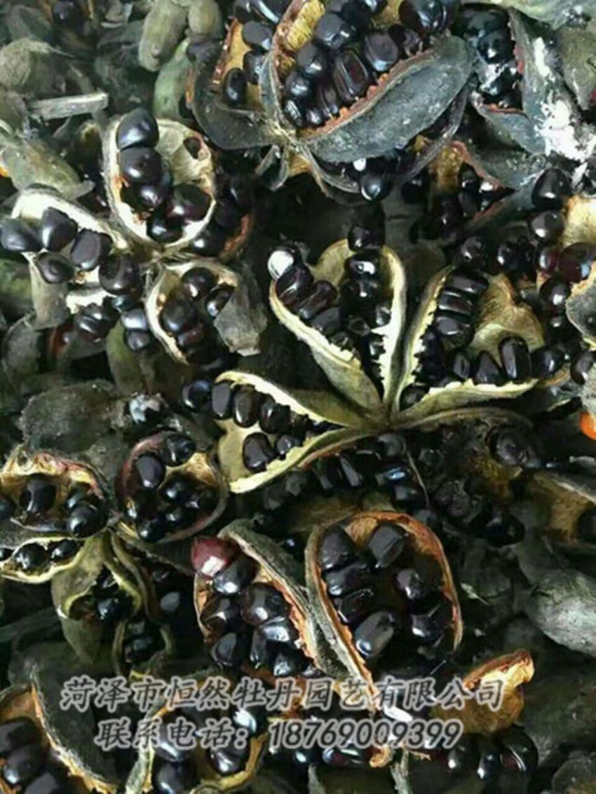 點擊查看詳細信息<br>標(biāo)題：油用牡丹 閱讀次數(shù)：1245