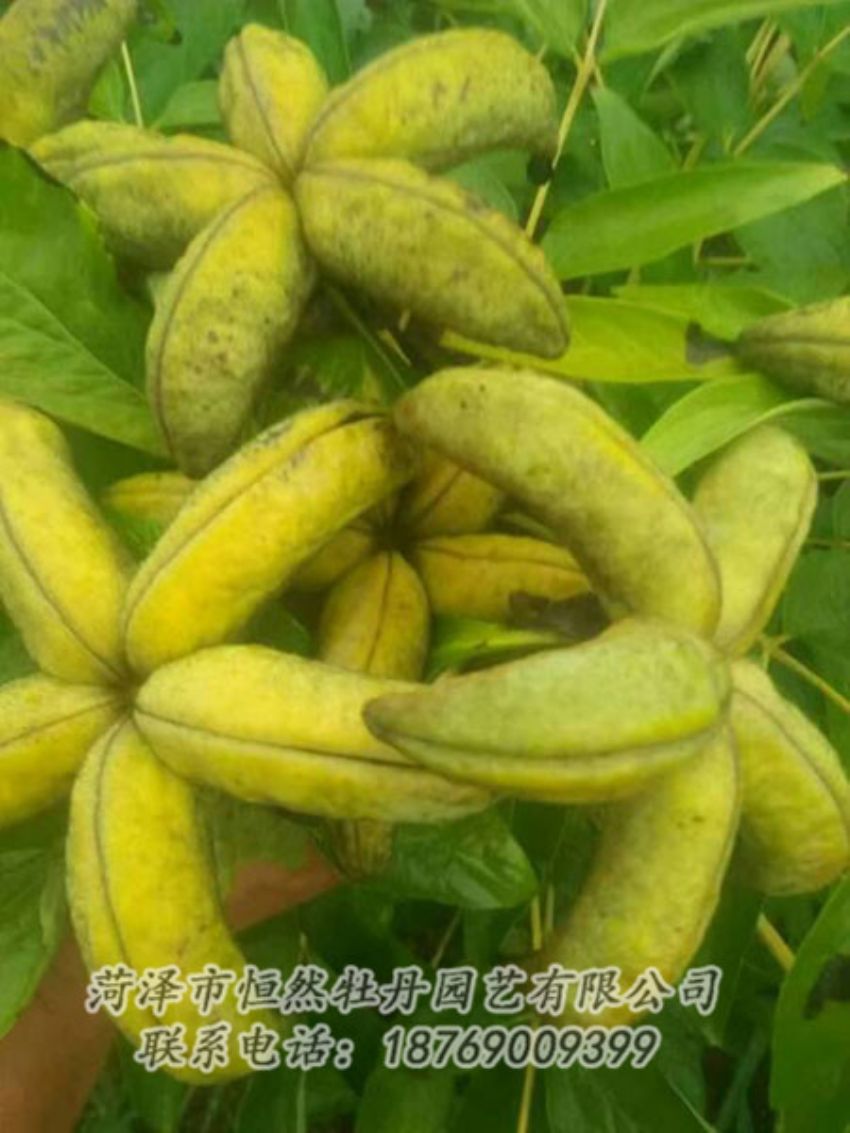 點擊查看詳細信息<br>標(biāo)題：油用牡丹 閱讀次數(shù)：1231