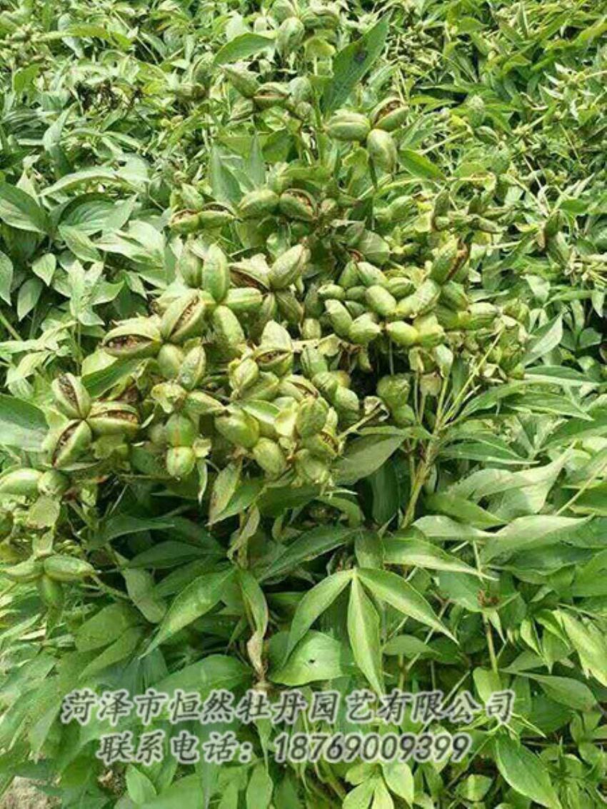 點擊查看詳細信息<br>標(biāo)題：油用牡丹 閱讀次數(shù)：1182