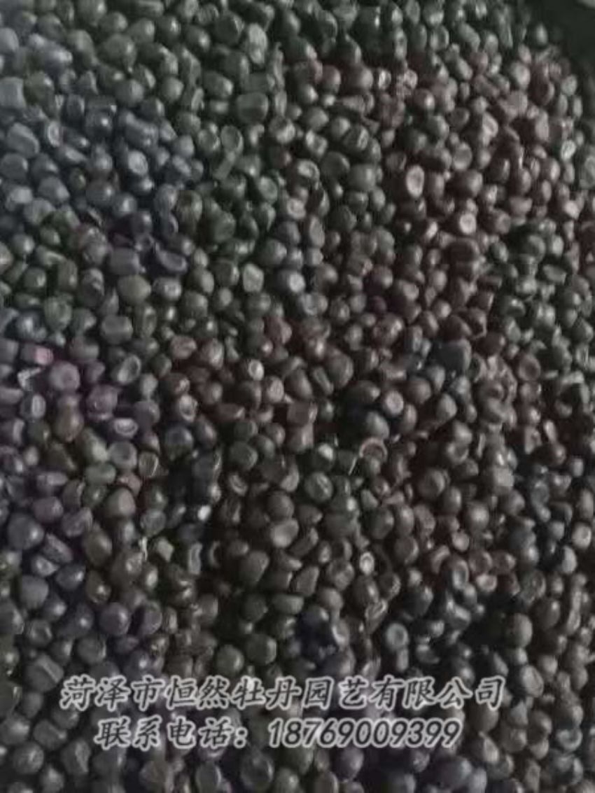 點(diǎn)擊查看詳細(xì)信息<br>標(biāo)題：油用牡丹 閱讀次數(shù)：1150