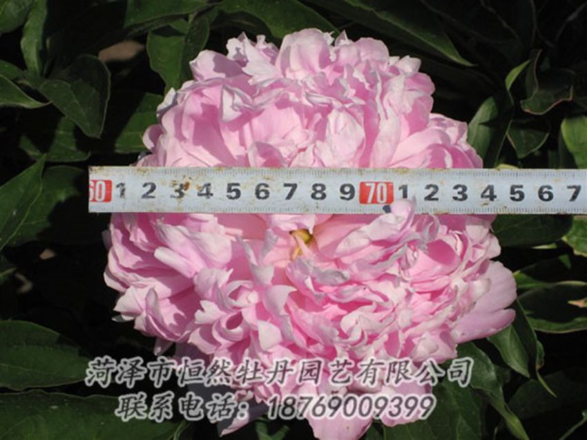 點擊查看詳細(xì)信息<br>標(biāo)題：桃面爭春 閱讀次數(shù)：1236