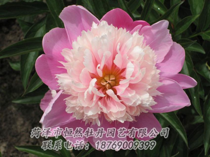 點(diǎn)擊查看詳細(xì)信息<br>標(biāo)題：蓮花臺(tái) 閱讀次數(shù)：1971