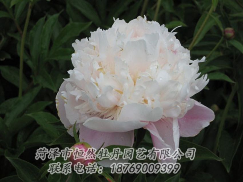 點(diǎn)擊查看詳細(xì)信息<br>標(biāo)題：粉池滴翠 閱讀次數(shù)：1175