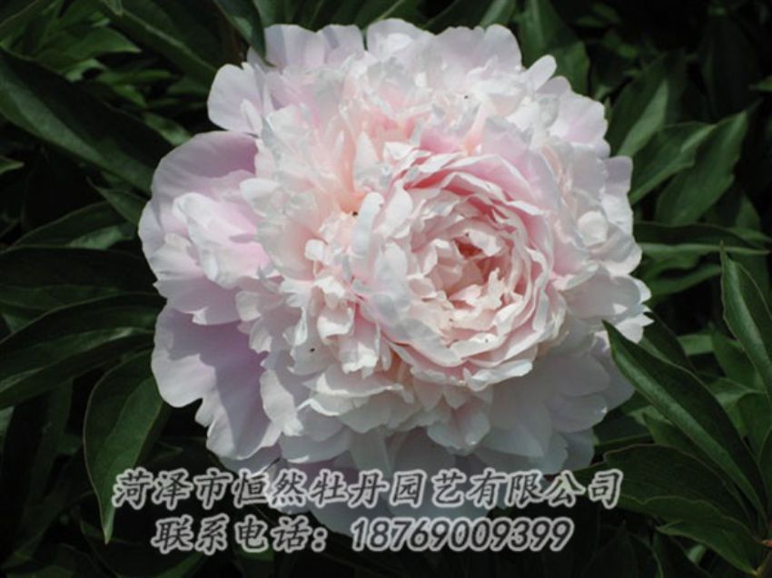 點(diǎn)擊查看詳細(xì)信息<br>標(biāo)題：遲粉 閱讀次數(shù)：1168