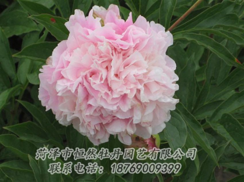 點(diǎn)擊查看詳細(xì)信息<br>標(biāo)題：粉面桃花 閱讀次數(shù)：1238