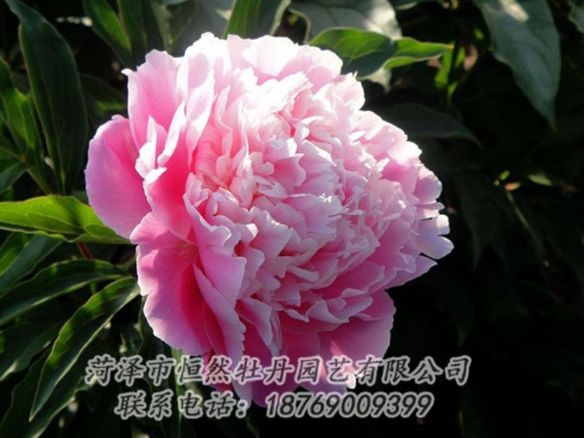 點(diǎn)擊查看詳細(xì)信息<br>標(biāo)題：粉色芍藥 閱讀次數(shù)：1992