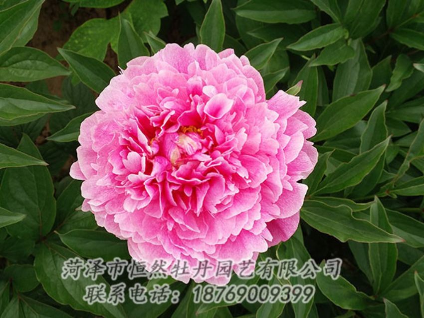 點(diǎn)擊查看詳細(xì)信息<br>標(biāo)題：粉色芍藥 閱讀次數(shù)：1114