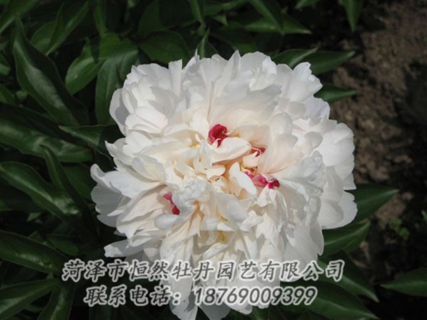 點擊查看詳細(xì)信息<br>標(biāo)題：雪原紅星 閱讀次數(shù)：1388