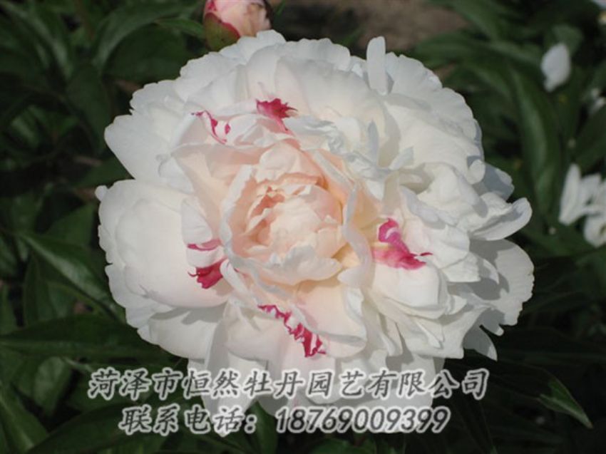 點擊查看詳細(xì)信息<br>標(biāo)題：五花龍玉 閱讀次數(shù)：1162