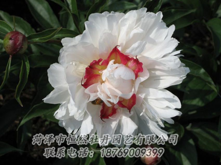 點(diǎn)擊查看詳細(xì)信息<br>標(biāo)題：無(wú)花龍玉 閱讀次數(shù)：1980