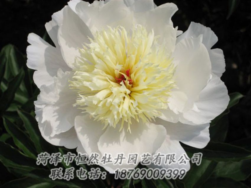 點擊查看詳細(xì)信息<br>標(biāo)題：金簪刺玉 閱讀次數(shù)：1180