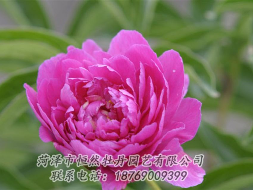 點擊查看詳細信息<br>標題：紅茶花 閱讀次數(shù)：1036
