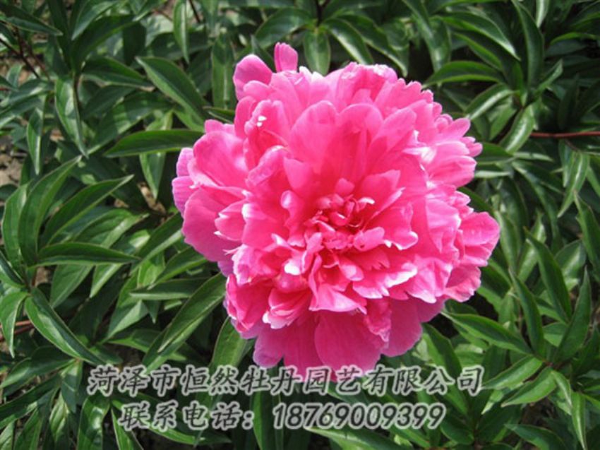 點擊查看詳細(xì)信息<br>標(biāo)題：富貴紅 閱讀次數(shù)：1005