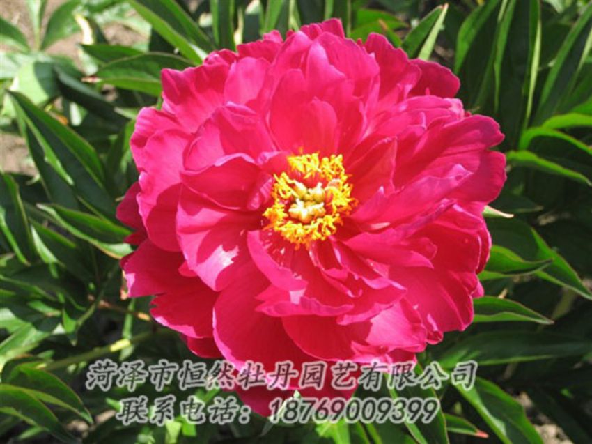點擊查看詳細(xì)信息<br>標(biāo)題：大紅赤金 閱讀次數(shù)：1088