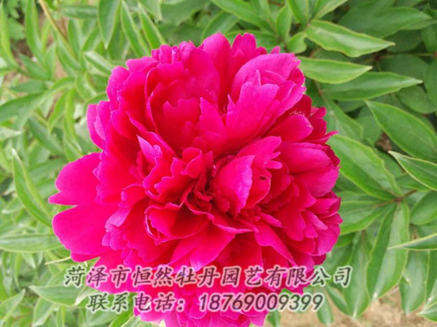 點擊查看詳細(xì)信息<br>標(biāo)題：紅色芍藥 閱讀次數(shù)：1030