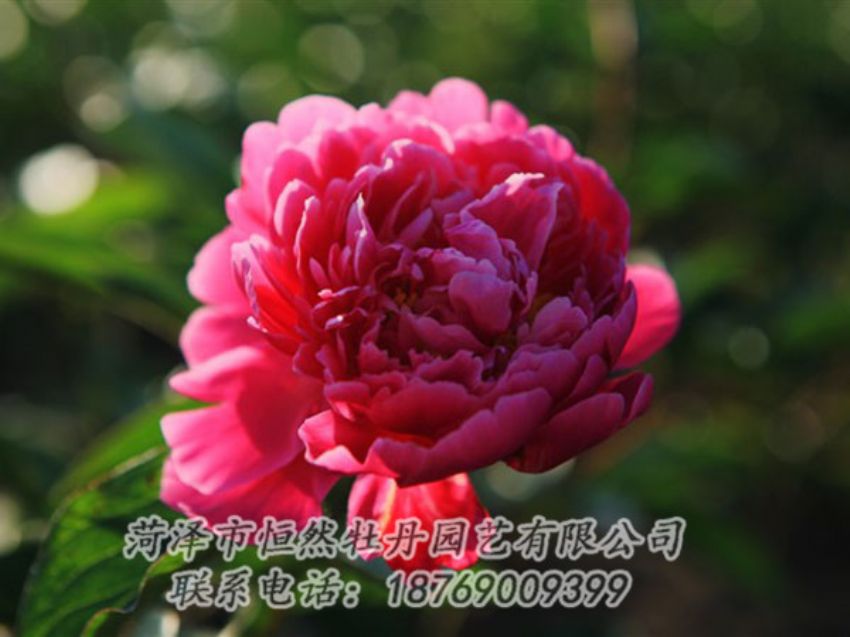 點擊查看詳細(xì)信息<br>標(biāo)題：大紅赤金 閱讀次數(shù)：1063