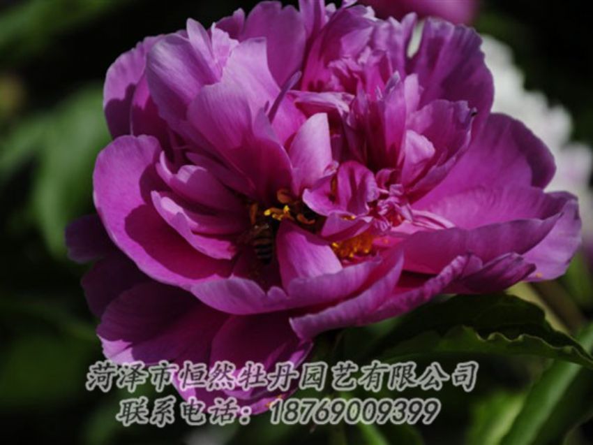點(diǎn)擊查看詳細(xì)信息<br>標(biāo)題：紫凌 閱讀次數(shù)：1096