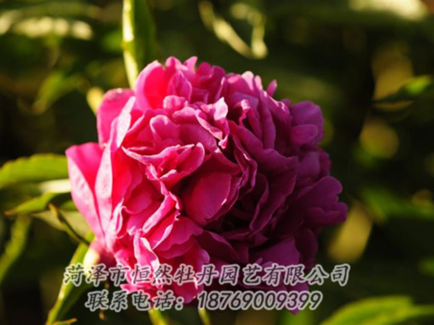 點(diǎn)擊查看詳細(xì)信息<br>標(biāo)題：紫鳳朝陽(yáng) 閱讀次數(shù)：1168