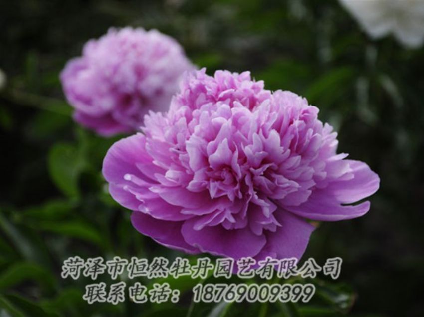 點(diǎn)擊查看詳細(xì)信息<br>標(biāo)題：紫色芍藥 閱讀次數(shù)：2003