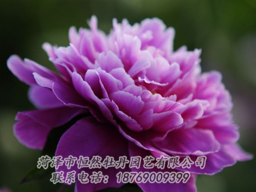 點(diǎn)擊查看詳細(xì)信息<br>標(biāo)題：紫色芍藥 閱讀次數(shù)：1988