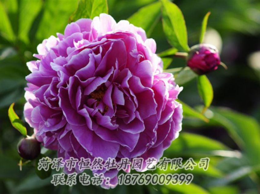 點(diǎn)擊查看詳細(xì)信息<br>標(biāo)題：紫色芍藥 閱讀次數(shù)：1181
