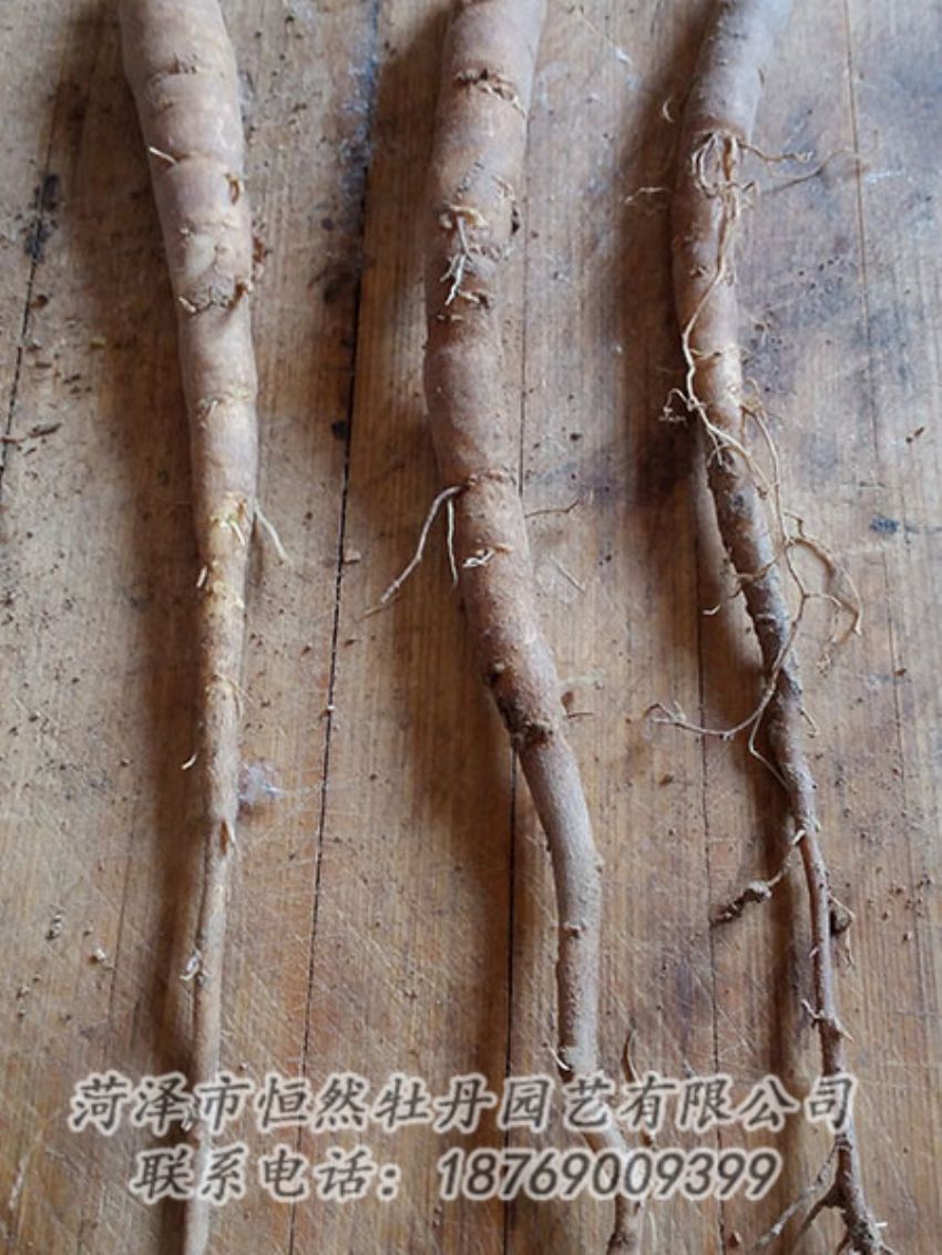點擊查看詳細(xì)信息<br>標(biāo)題：一年芍藥苗 閱讀次數(shù)：1052