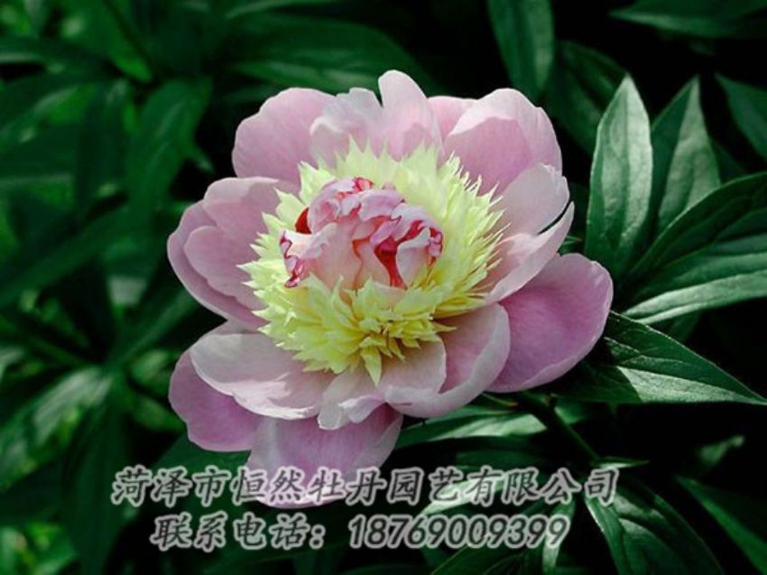 點擊查看詳細(xì)信息<br>標(biāo)題：復(fù)色芍藥 閱讀次數(shù)：1131