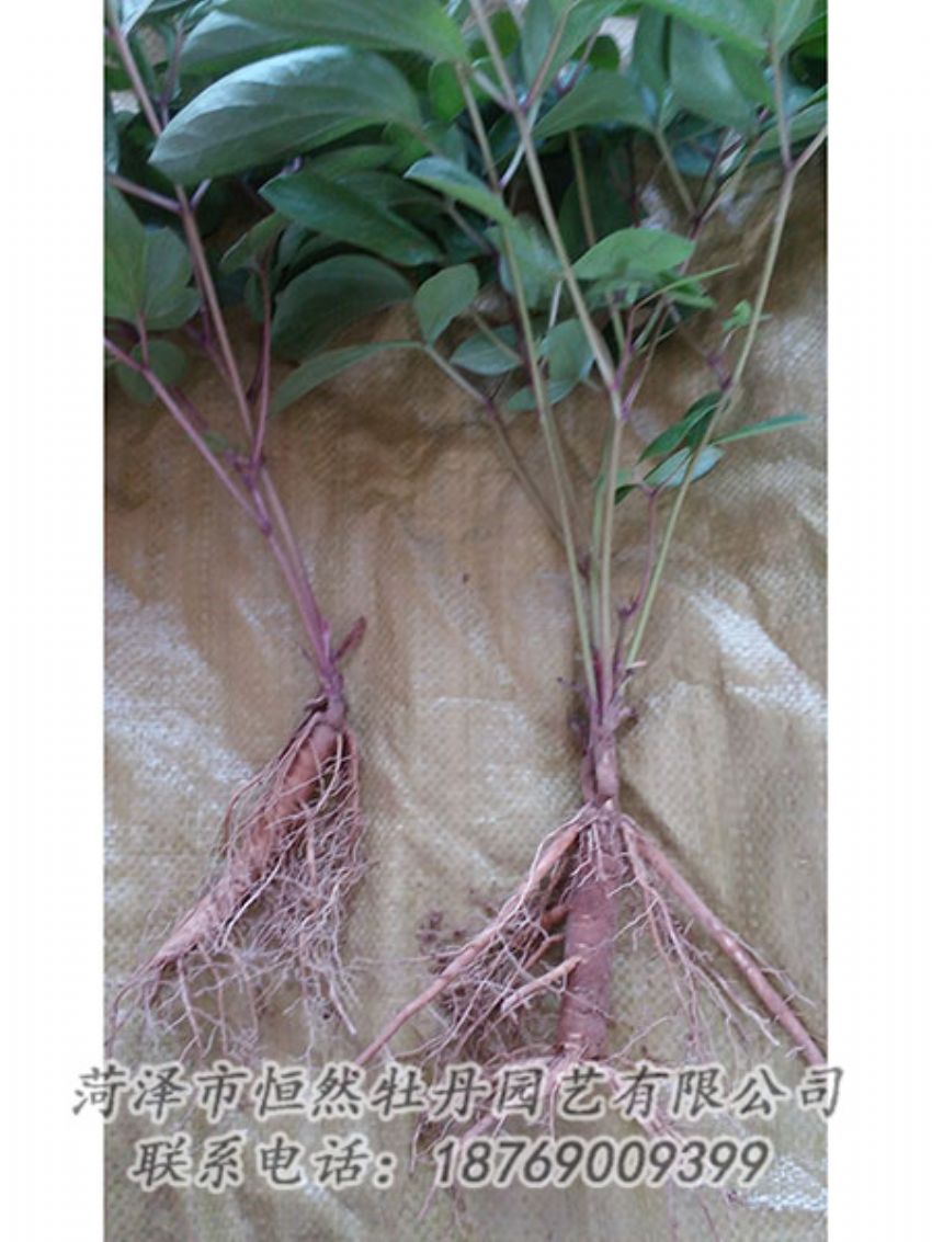 點擊查看詳細(xì)信息<br>標(biāo)題：二年芍藥苗 閱讀次數(shù)：1150