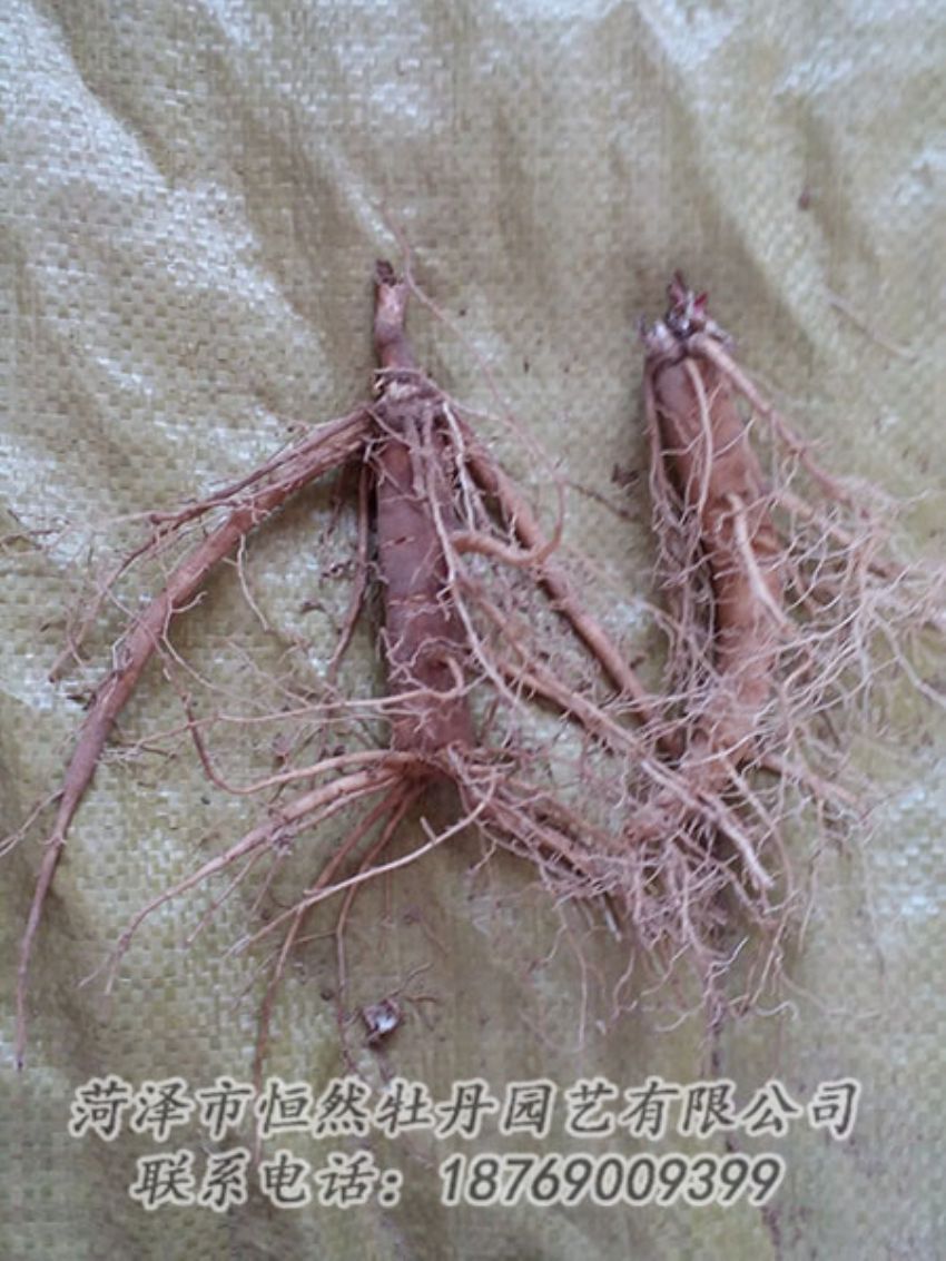 點擊查看詳細(xì)信息<br>標(biāo)題：二年芍藥苗 閱讀次數(shù)：1090