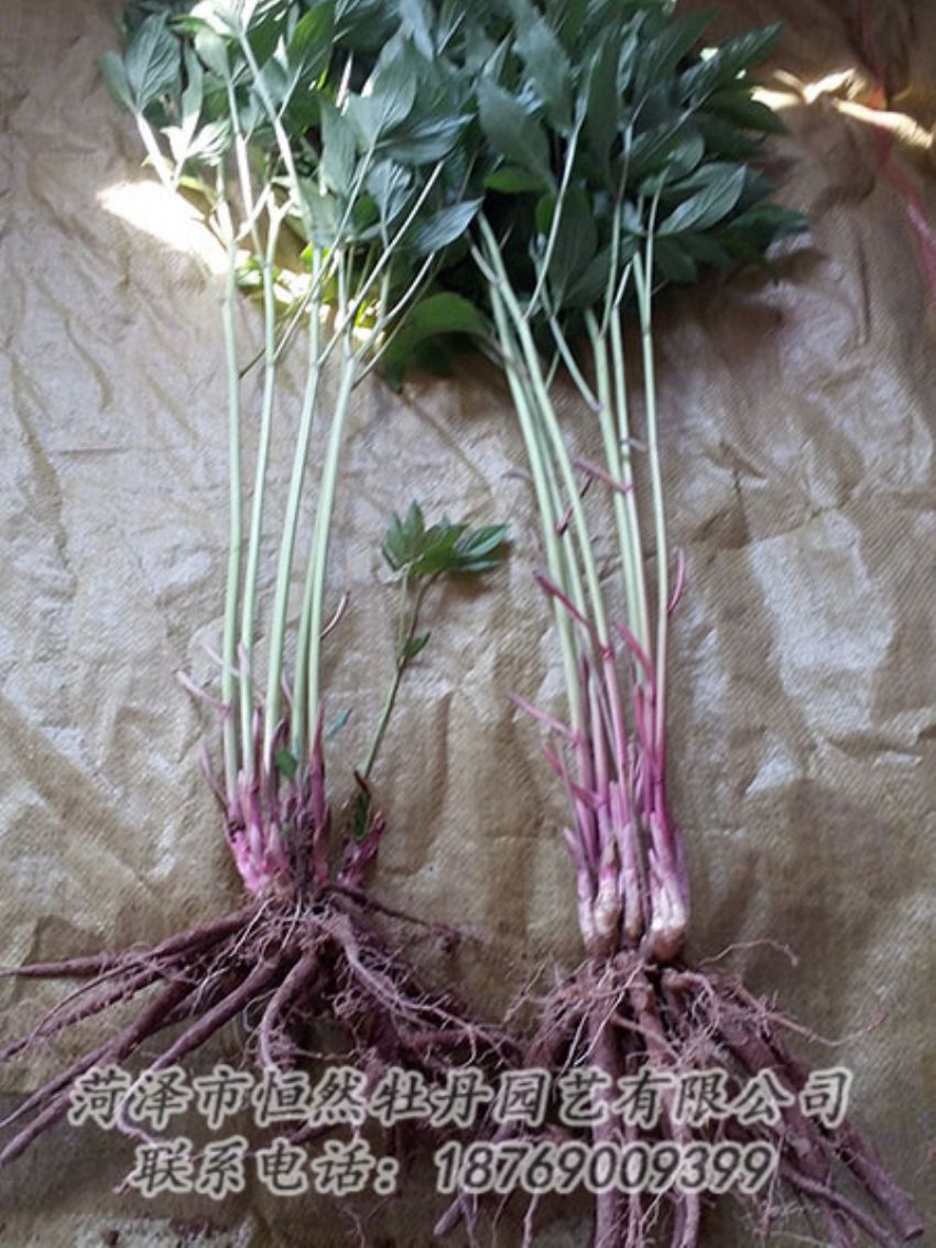 點擊查看詳細(xì)信息<br>標(biāo)題：二年芍藥苗 閱讀次數(shù)：1112