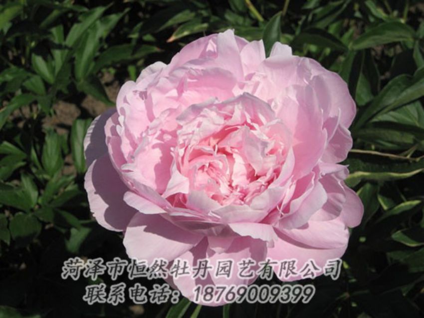 點(diǎn)擊查看詳細(xì)信息<br>標(biāo)題：藍(lán)田碧玉 閱讀次數(shù)：2201