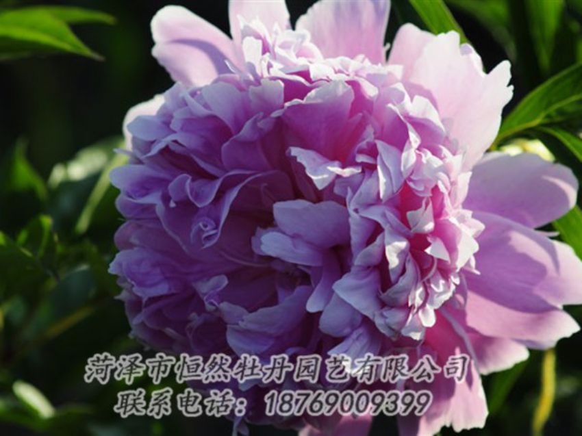 點(diǎn)擊查看詳細(xì)信息<br>標(biāo)題：藍(lán)菊 閱讀次數(shù)：1168