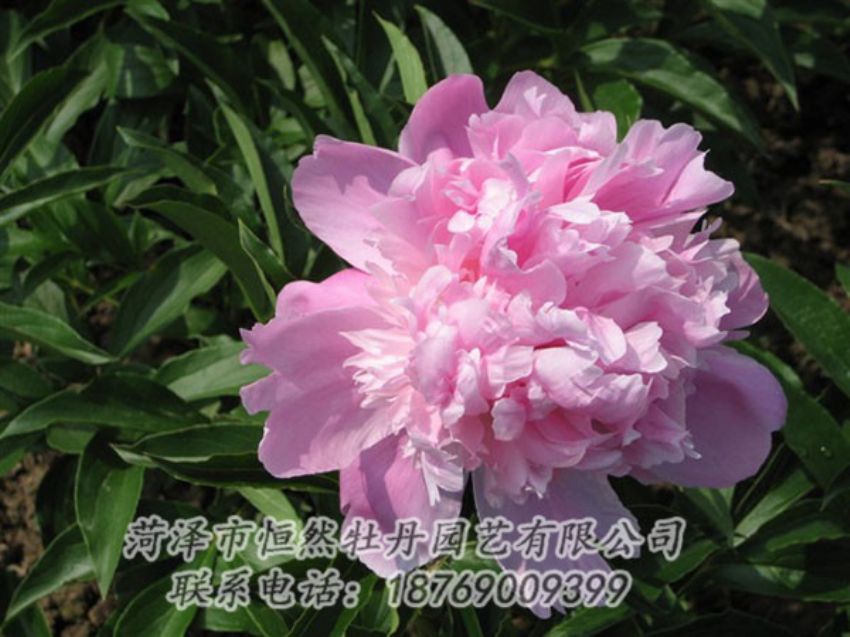 點(diǎn)擊查看詳細(xì)信息<br>標(biāo)題：富士山 閱讀次數(shù)：1082