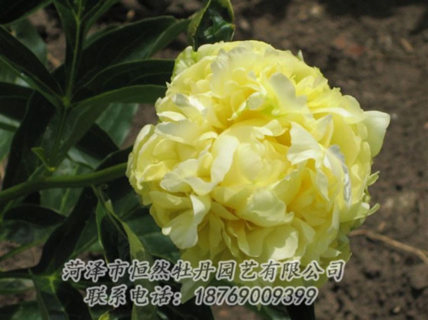 點(diǎn)擊查看詳細(xì)信息<br>標(biāo)題：黃色芍藥 閱讀次數(shù)：1912