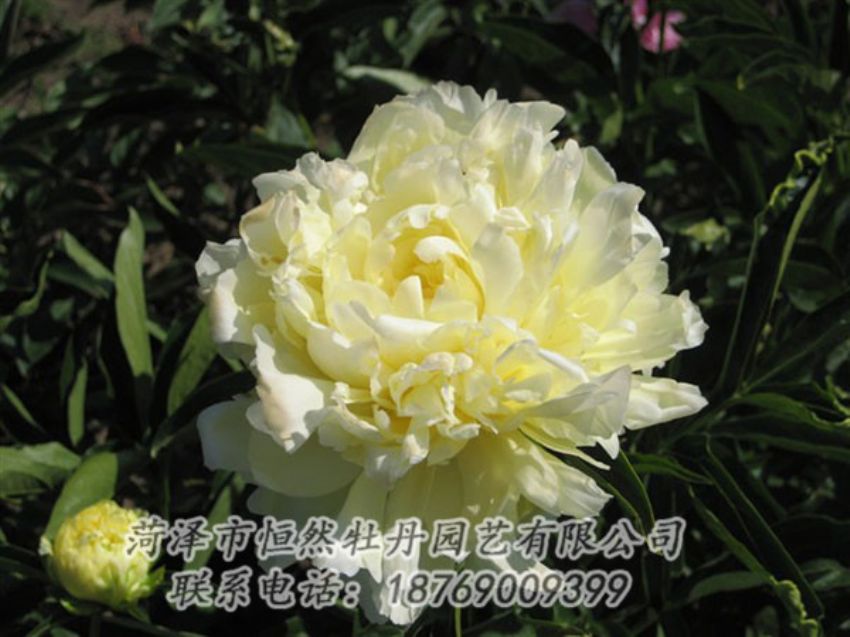 點(diǎn)擊查看詳細(xì)信息<br>標(biāo)題：黃金輪 閱讀次數(shù)：1123